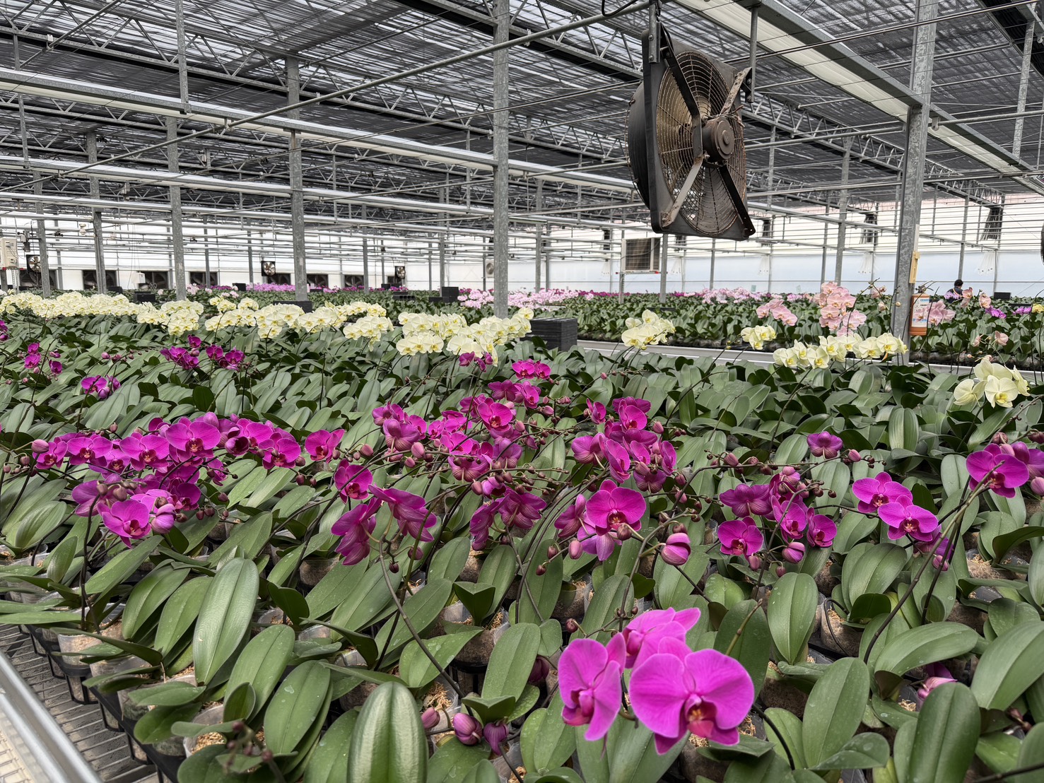 智慧農業蘭花溫室